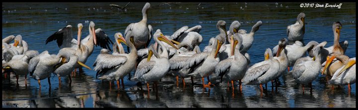 _0SB3579 american white pelican.jpg